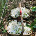 Uso de fábrica de óleo de gardênia a granel