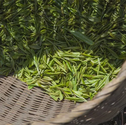 China Green Tea for The World