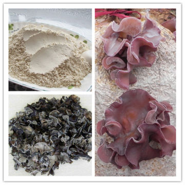 Dried Black Fungus Mushroom Powder