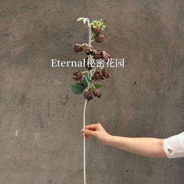 Orange Earth Brown Artificial Flower Milk Tea Color Wedding Decoration Bouquet Wholesale Props