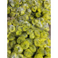 সবুজ আতশবাজি স্প্রে chrysanthemum