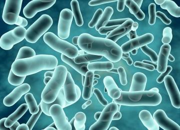 400b CFU/G Lactobacillus rhamnosus per salute intestinale
