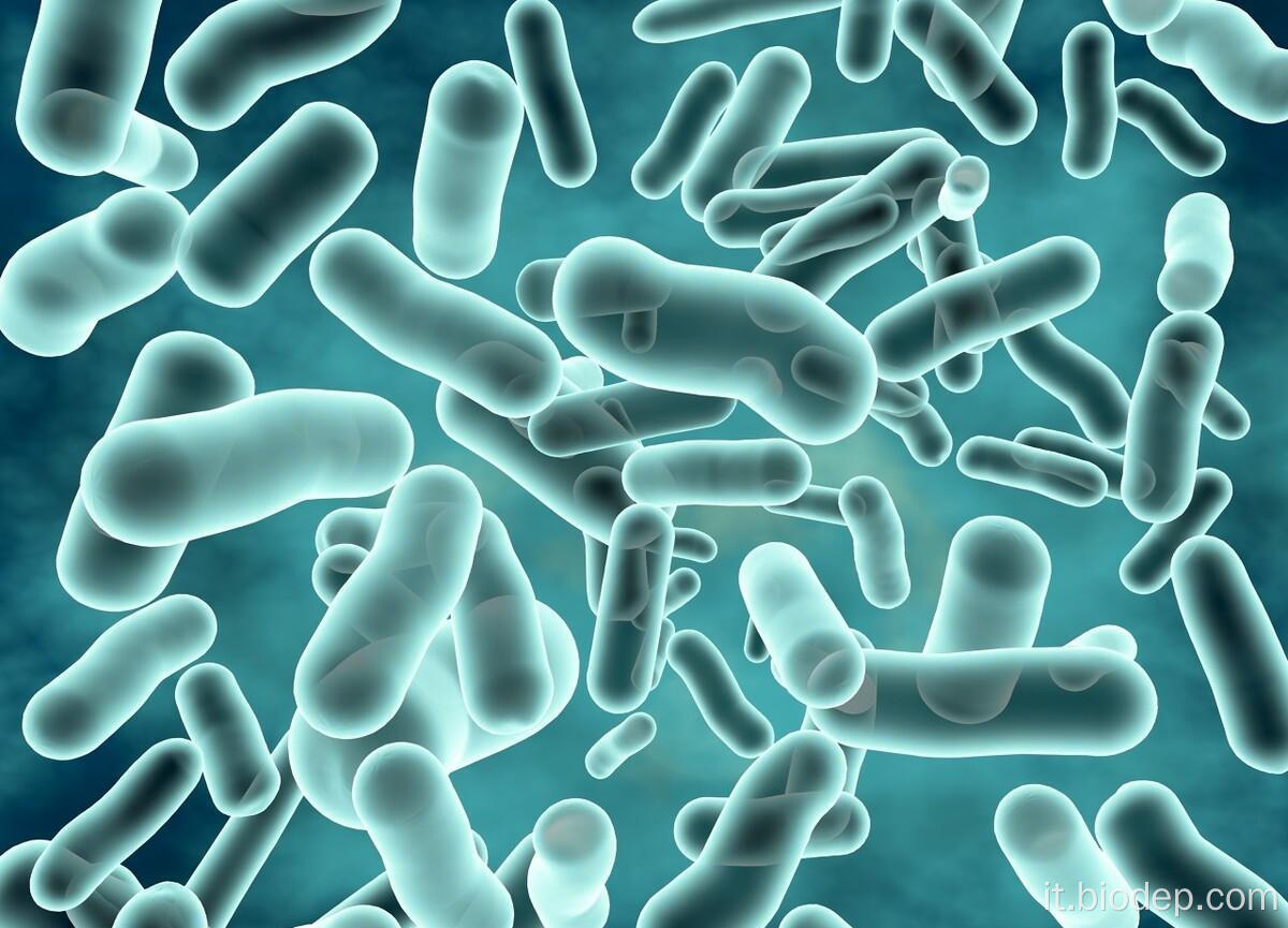 400b CFU/G Lactobacillus rhamnosus per salute intestinale