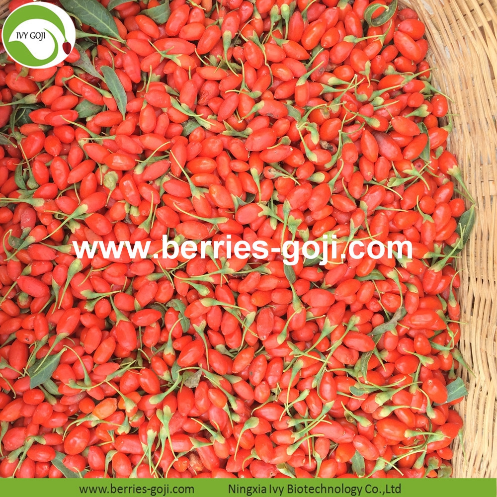 organic goji berry