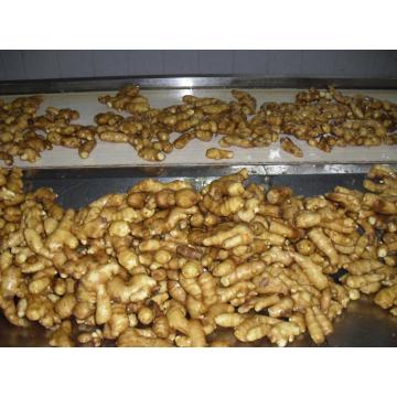 টাটকা আদা 50g এবং আপ