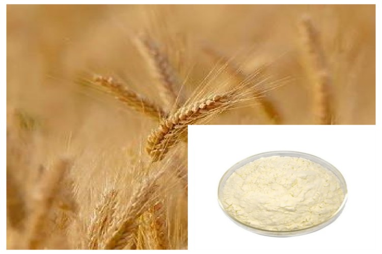 Wheat Protein Powder