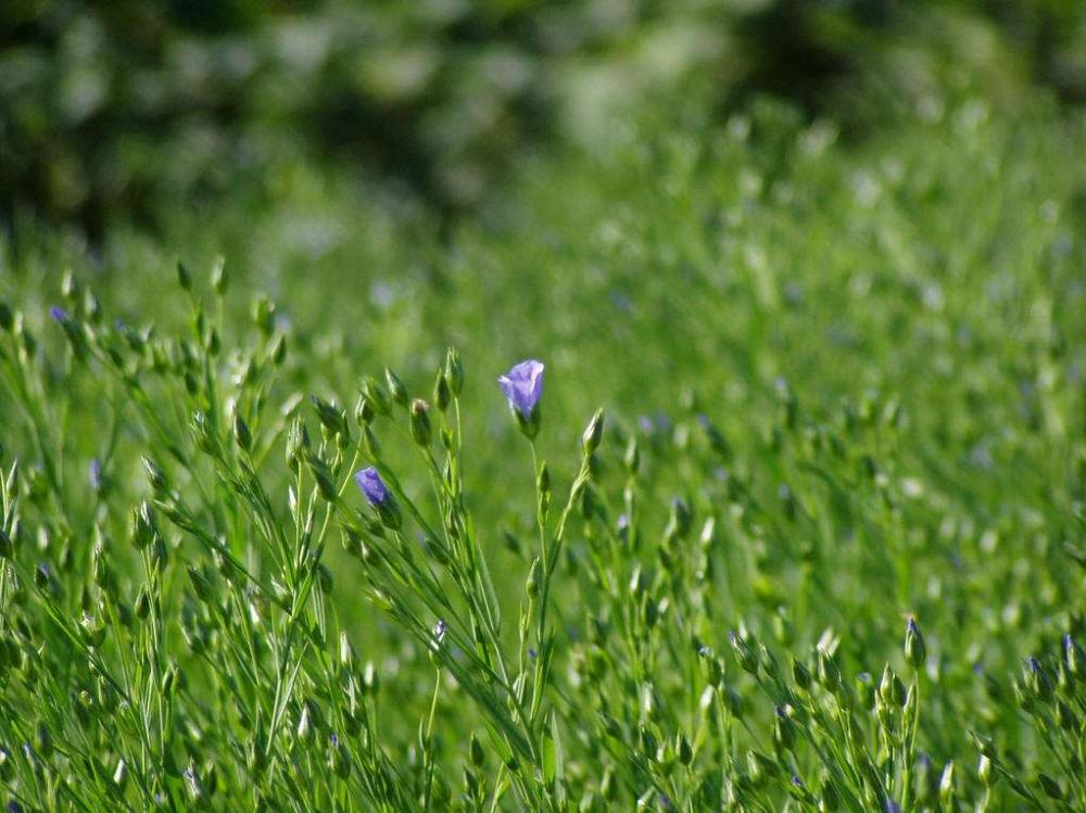 Sintesi Premium importata di estere vegetale