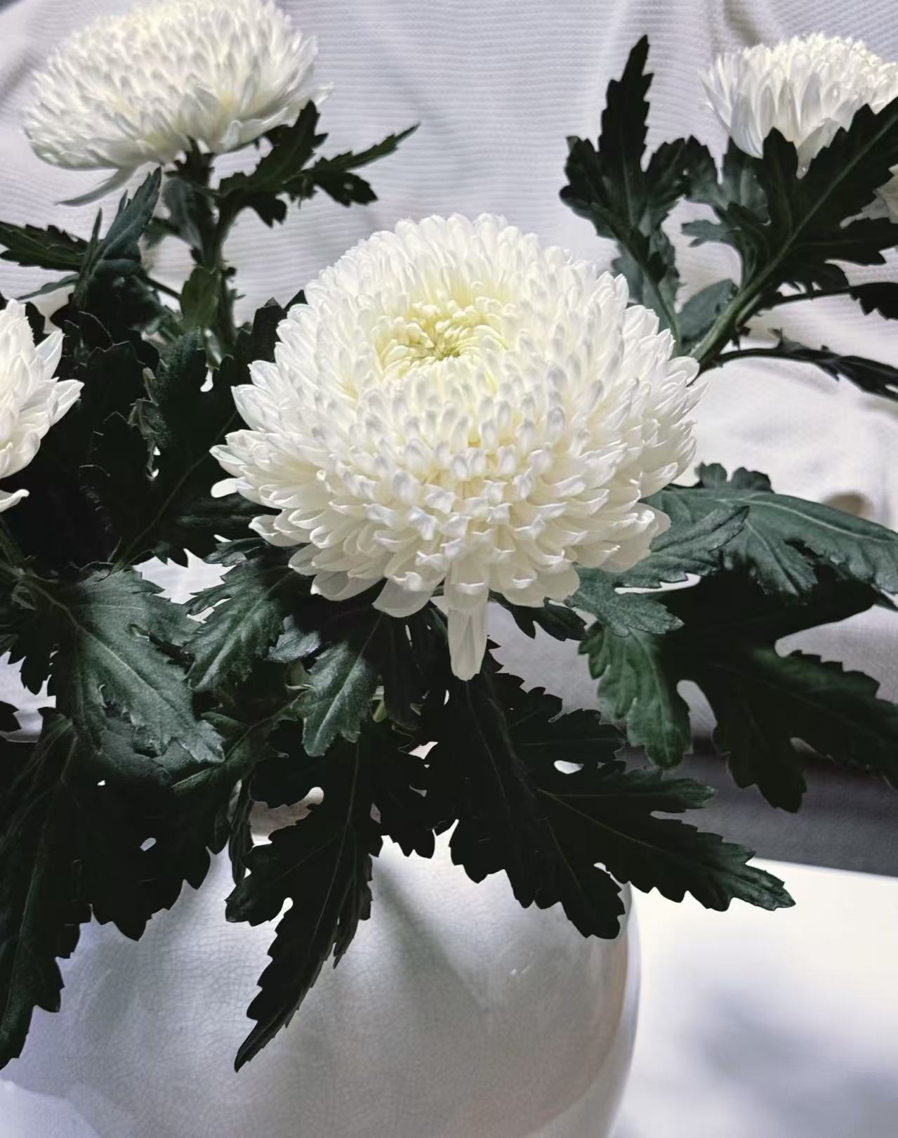 Standard Peony chrysanthemum