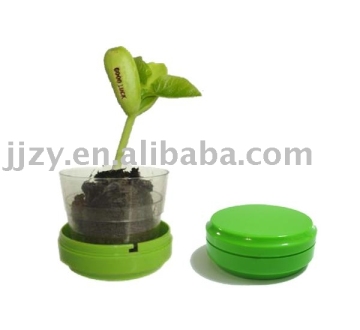 Mini garden-magic bean