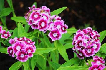 Chinese Beautiful Gaillardia Flower