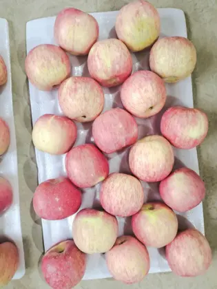 Chinese Fuji Apple Direct Supply!!