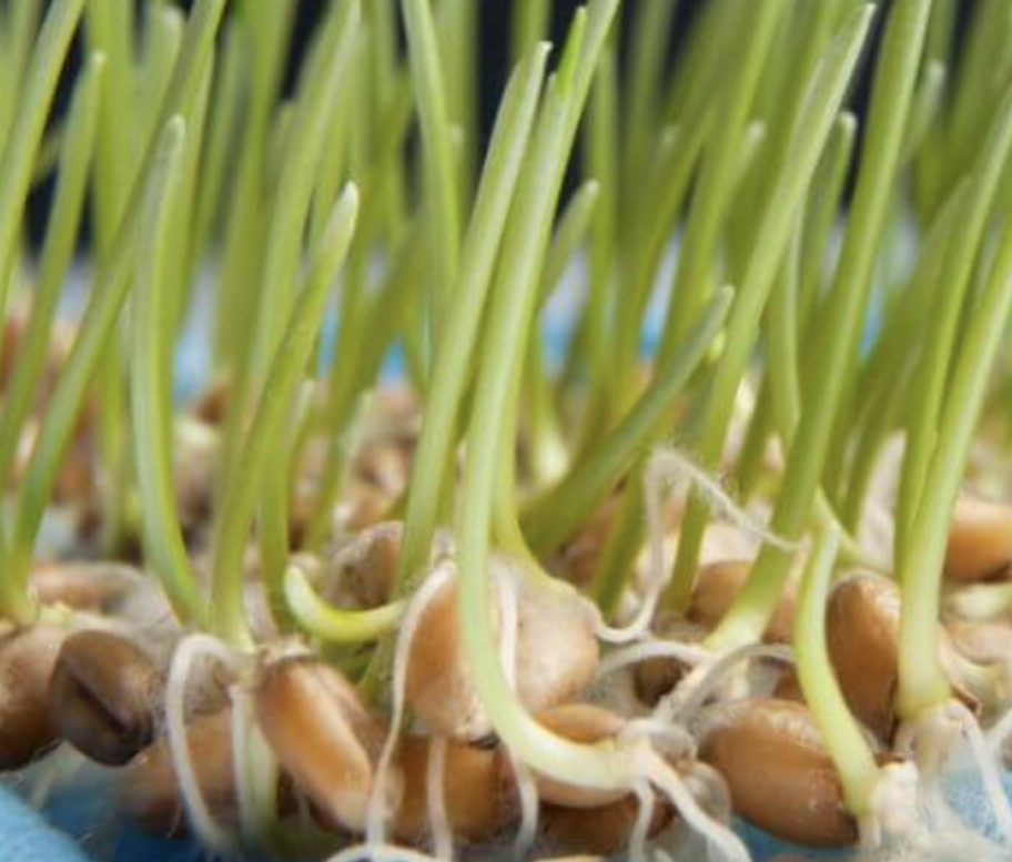 Wheatgrass Powder Ingredient