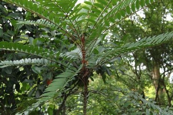 Natural Pure Tongkat Ali Powder Tongkat Ali Extract