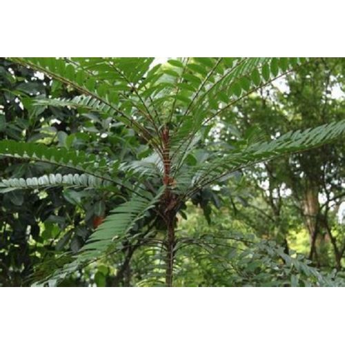 Natural Pure Tongkat Ali Powder Tongkat Ali Extract