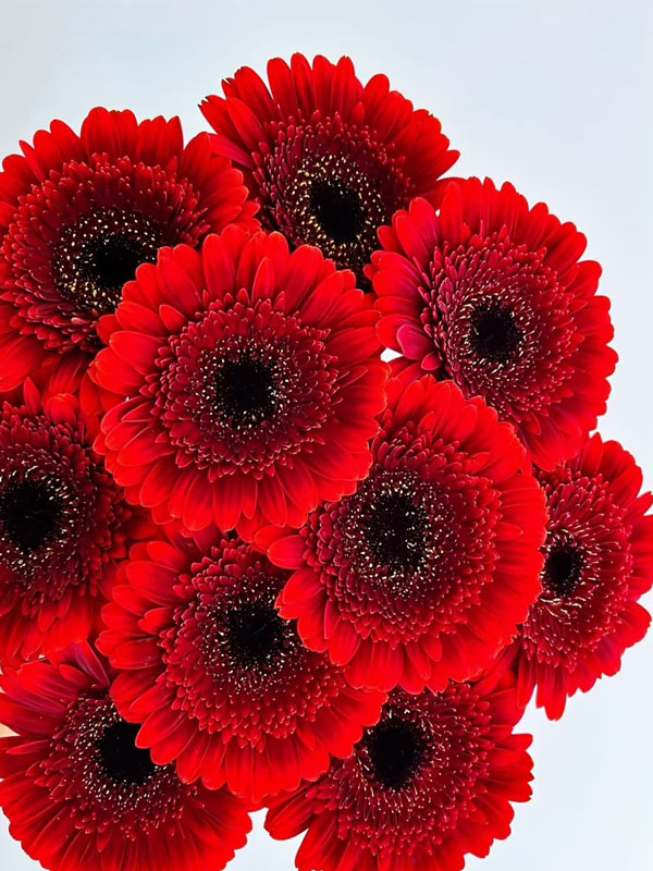 Red Gerbera standard chrysanthemum2