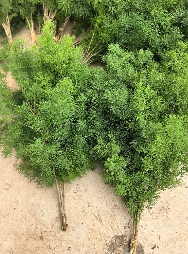 ​​Asparagus retrofractus​​