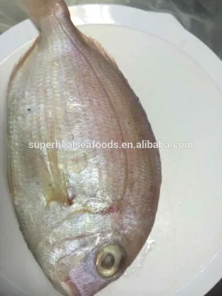 Frozen red snapper fish
