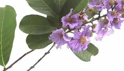 Barnabas extract secco russel acid 1%-10%, 20%, 98%