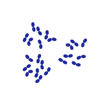 Hochreiner Streptococcus salivarius subsp. thermophilus 300B KBE/g