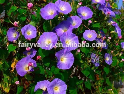 Hybrid Flower seed morning glory seed for sowing