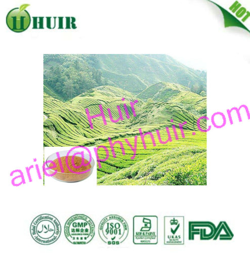 Fast delivery Low Caffeine Green Tea Extract /Green Tea P.E./ Green Tea Extract Powder