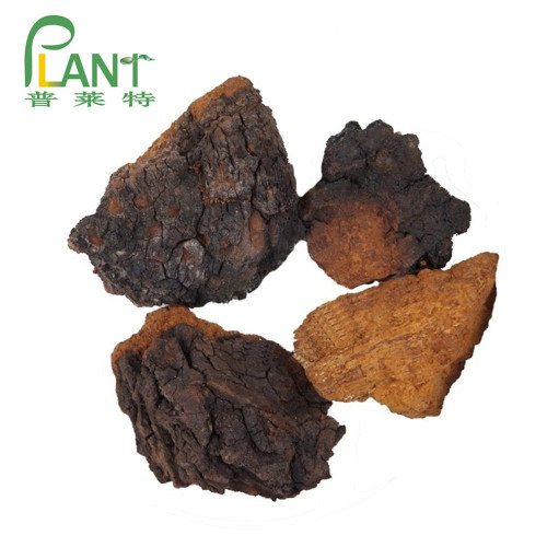 Chaga-Pilzextraktpulver organisches Polysaccharid