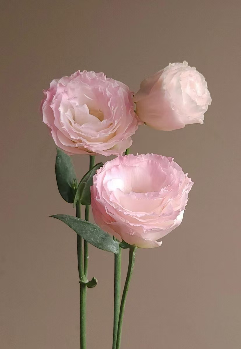 Pink Eustoma/Lisianthus