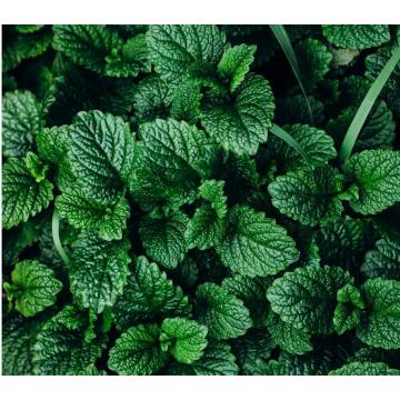 OEM High Quality Peppermint Essential Oil for Facial Care