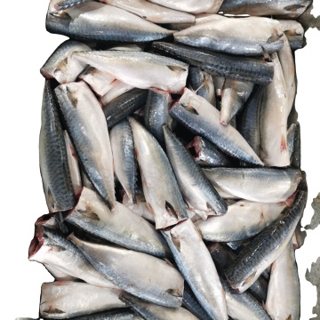 Frozen Pacific Mackerel HGT For Canning
