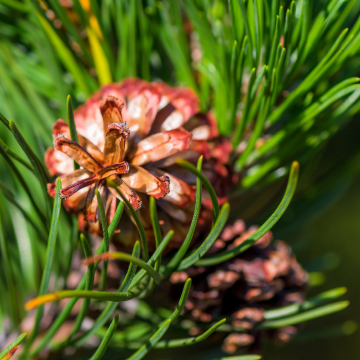 Dihydroquercetin Powder for sale