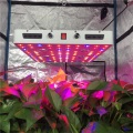 CXB3590 Cree LED Grow Light für gewerbliche Pflanzungen