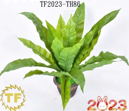 17" Birds Nest Fern BUSH