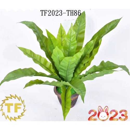 17 "Birds Nest Fern Bush