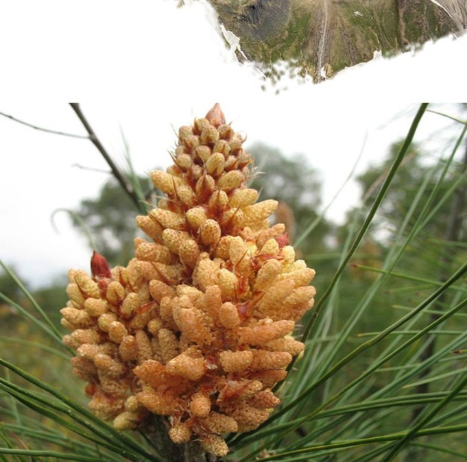 Pine Pollen Powder Pine Pollen Powder