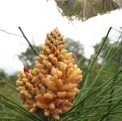 Natural Pine Pollen Powder