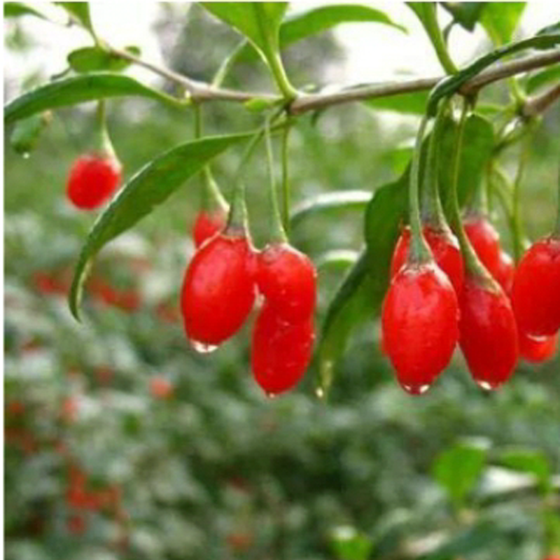Goji Berry Png