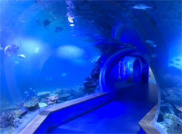 Customized transparent acrylic aquarium tunnel
