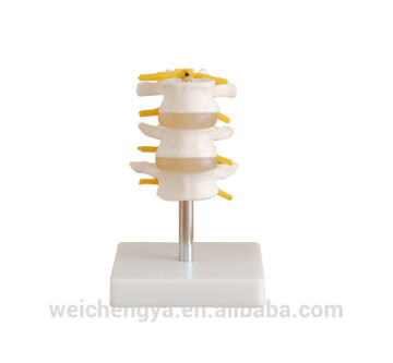 Lumbar Set (Three Pieces)