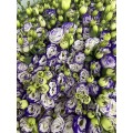 বিবাহের জন্য পাইকারি বেগুনি-ধারযুক্ত Lisianthus