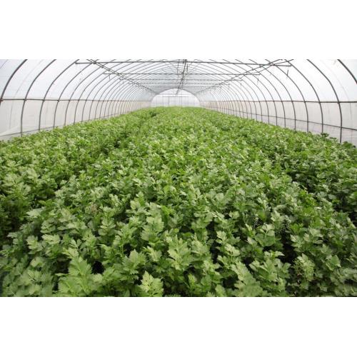 vegetable celery juice powder plant extract Supplier