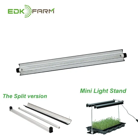 Hydroponic Bonsai Grape Seed Horticulture Equipment with LED Grow Lights for Home Containers