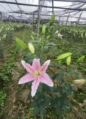 Sorbonne Lily Pink Oriental Lily Single Head Flower
