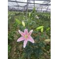 Sorbonne Lily গোলাপী ওরিয়েন্টাল লিলি একক মাথা ফুল