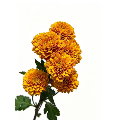 কমলা জনি স্প্রে ক্রাইস্যান্থেমাম