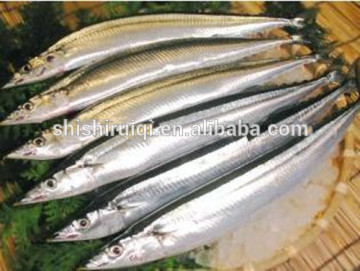 frozen mackerel pike/saury(cololnbis snira) in high quality