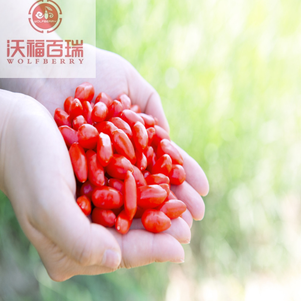 Wolfberry / Lycium Barbarum / Thu hoạch mới goji berry