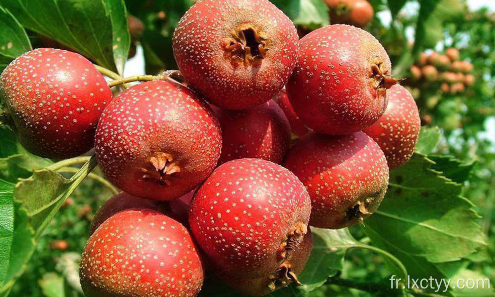 aubépine tranche bonne nourriture