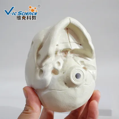 Life Size The model of fetus skull