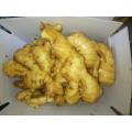 Good Qualitiy Fresh/ Dried Ginger