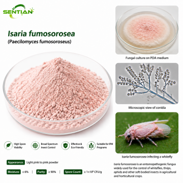 Isaria fumosorosea Biological Insecticide for Thrips